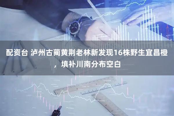 配资台 泸州古蔺黄荆老林新发现16株野生宜昌橙，填补川南分布空白